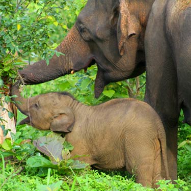 elephants-sri-lanka