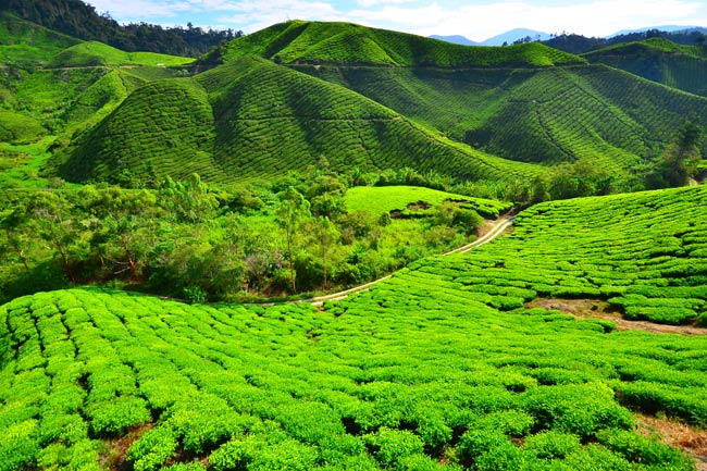 CAMERON-HIGHLAND