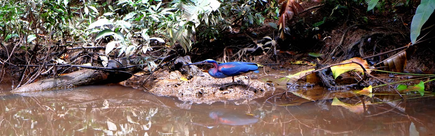 La Nature en Folie 3