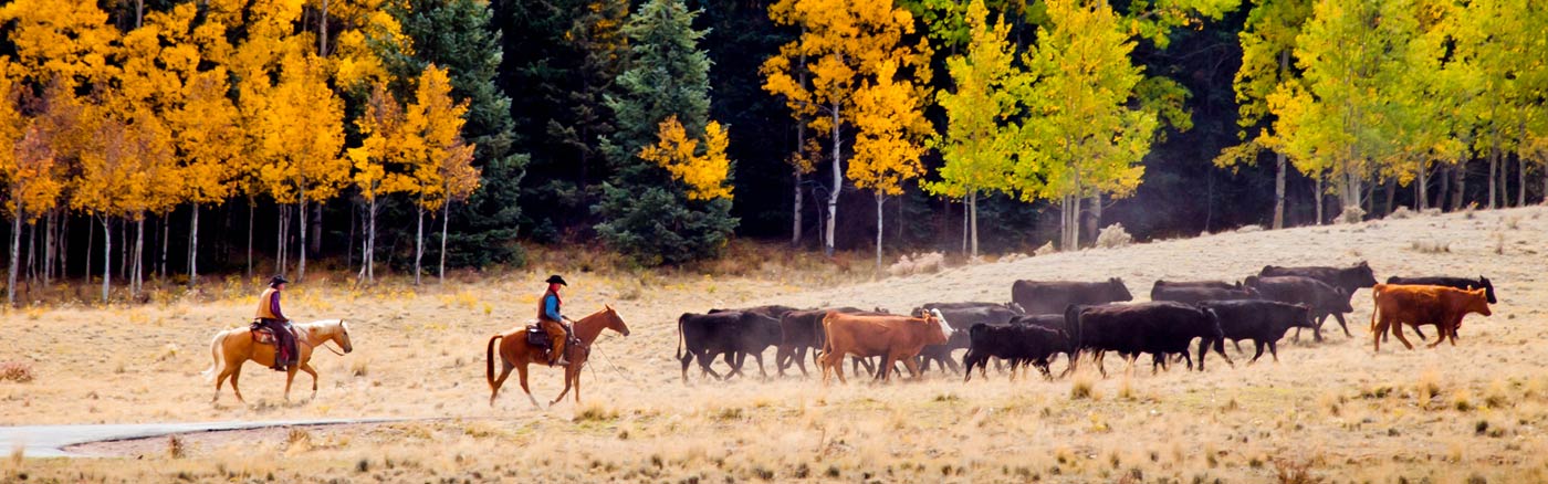 colorado-ranch-cow-boy