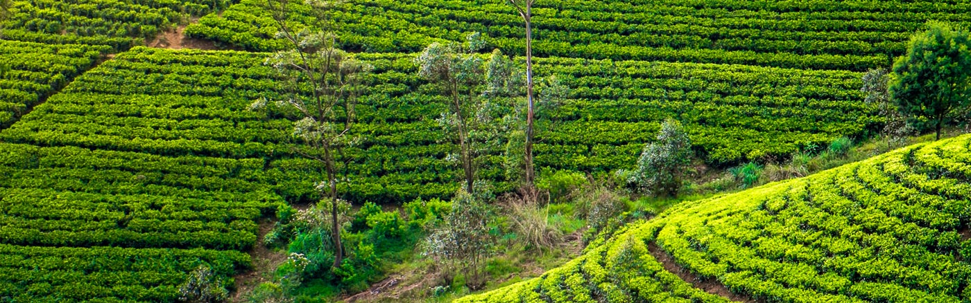 Sri Lanka 03