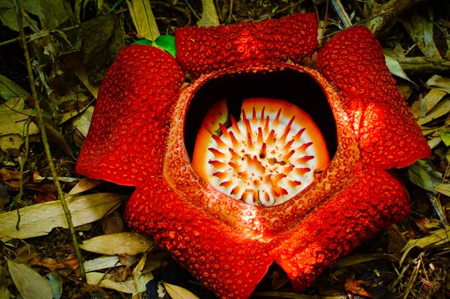 RAFFLESIA