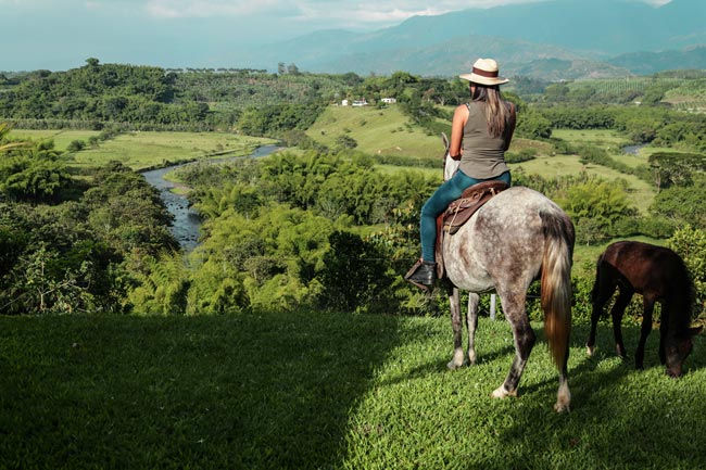 bambusa excursioncheval