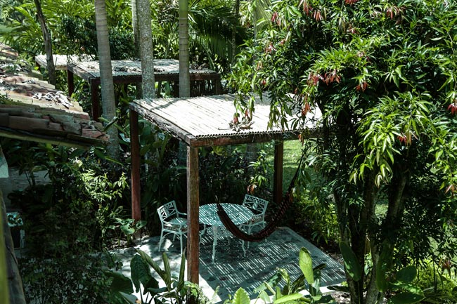 bambusa patio