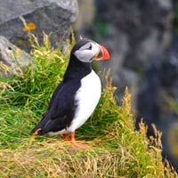 islande-oiseau