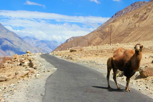 ladakh-5