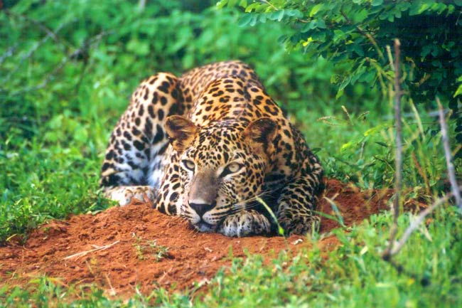leopard-wilpattu