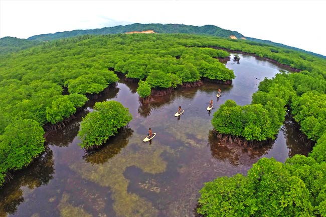 mangroves-siargao