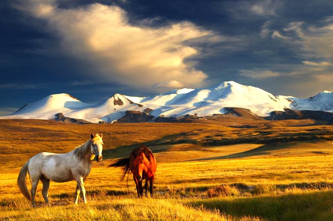 mongolie-chevaux