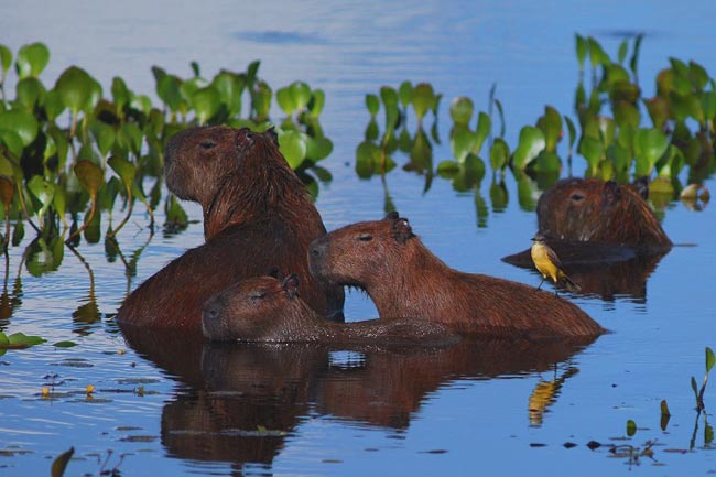 pantanalfamille