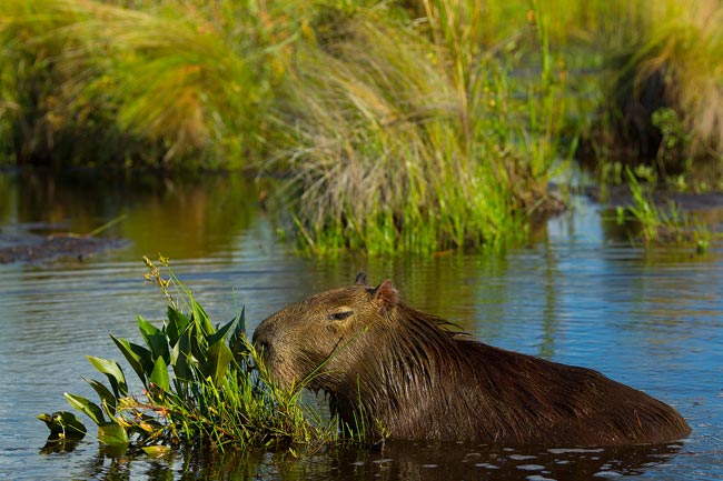 puerto valle capybara