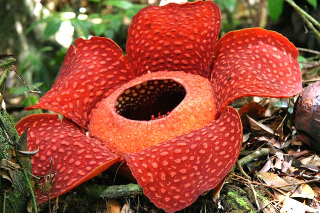 rafflesia-sumatra