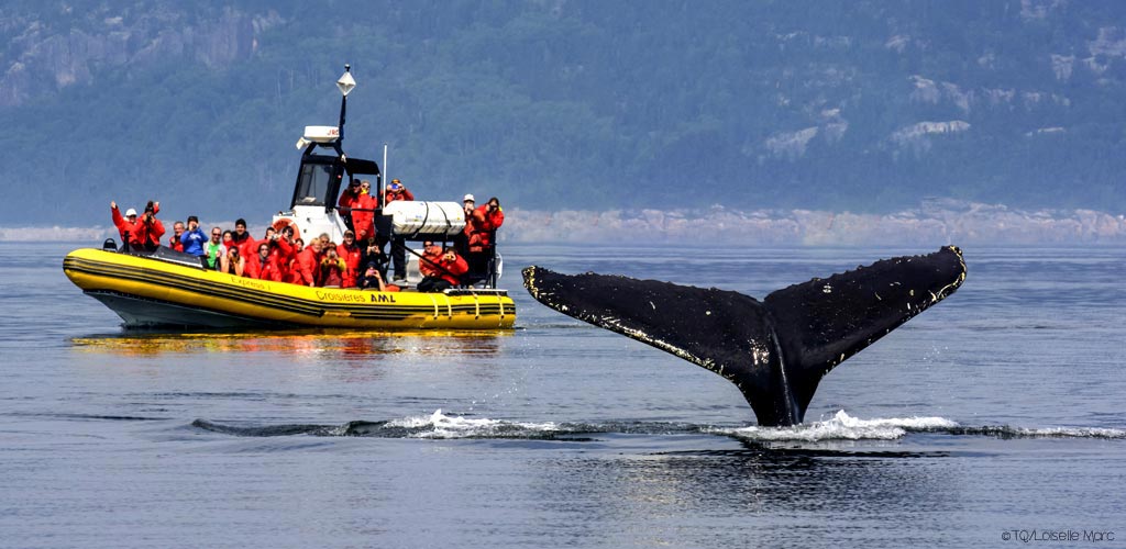 safari-quebec-baleine