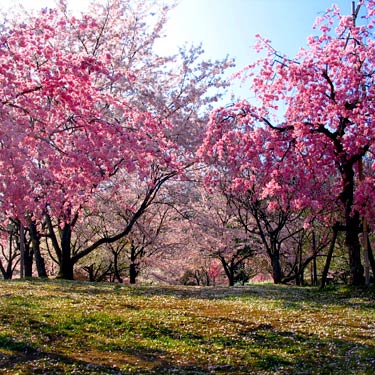 tokyo-hanami