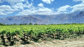 Mendoza et ses vignobles