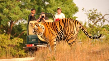 Safari au pays des tigres