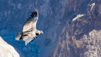 Le Canyon de Colca