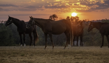 A cheval entre Bluegrass et Blues