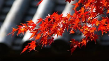 Couleurs d'automne (Momiji)