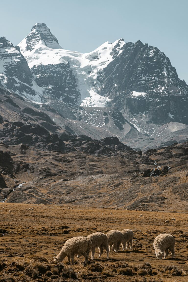 Montage en Bolivie avec des animaux en premier plan.