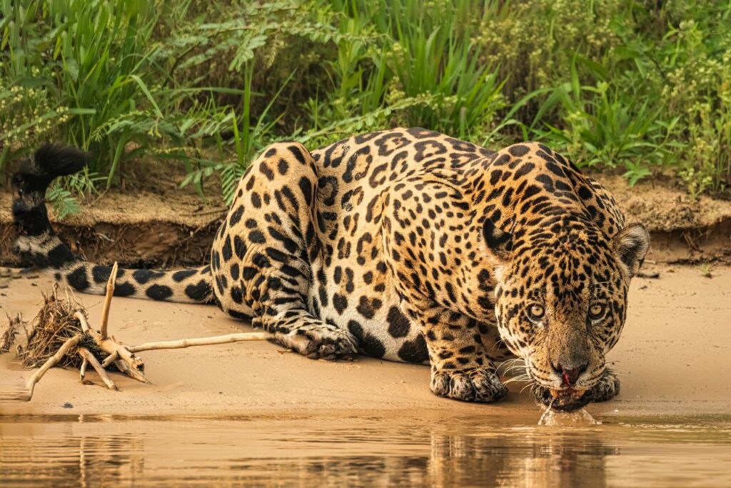 joanne-de-graaff-LvuPJF_BK10-unsplash