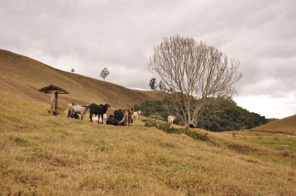 lohane-goncalves-diogo-i5pvxu1r7Cc-unsplash
