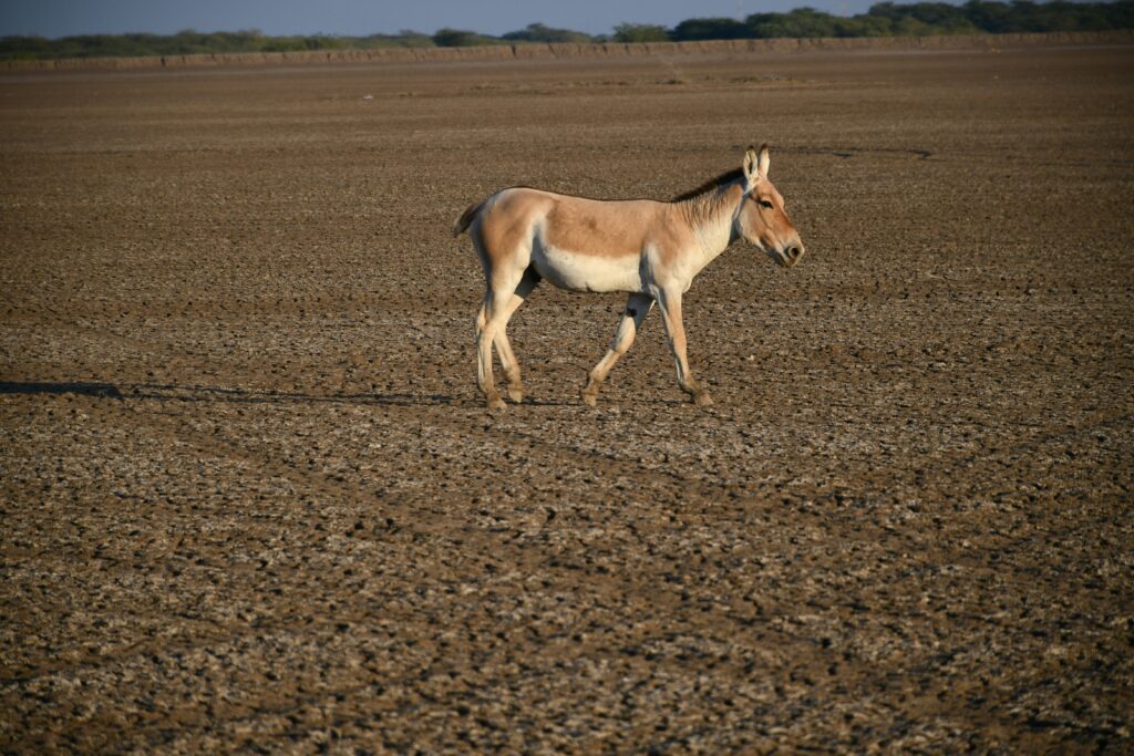 bhaumik-gadani-zGImLCaXWi4-unsplash
