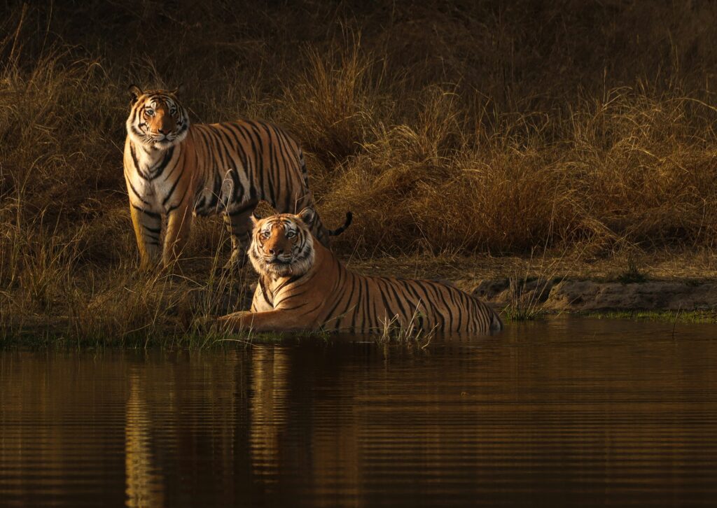debjoy-biswas-KwwY3EBaMFQ-unsplash