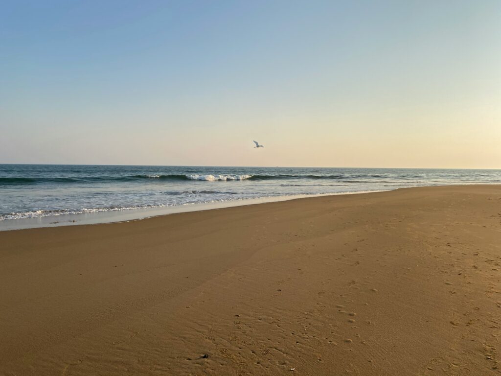 mainak-chakraborty-_wcQ7AvFJ6U-unsplash