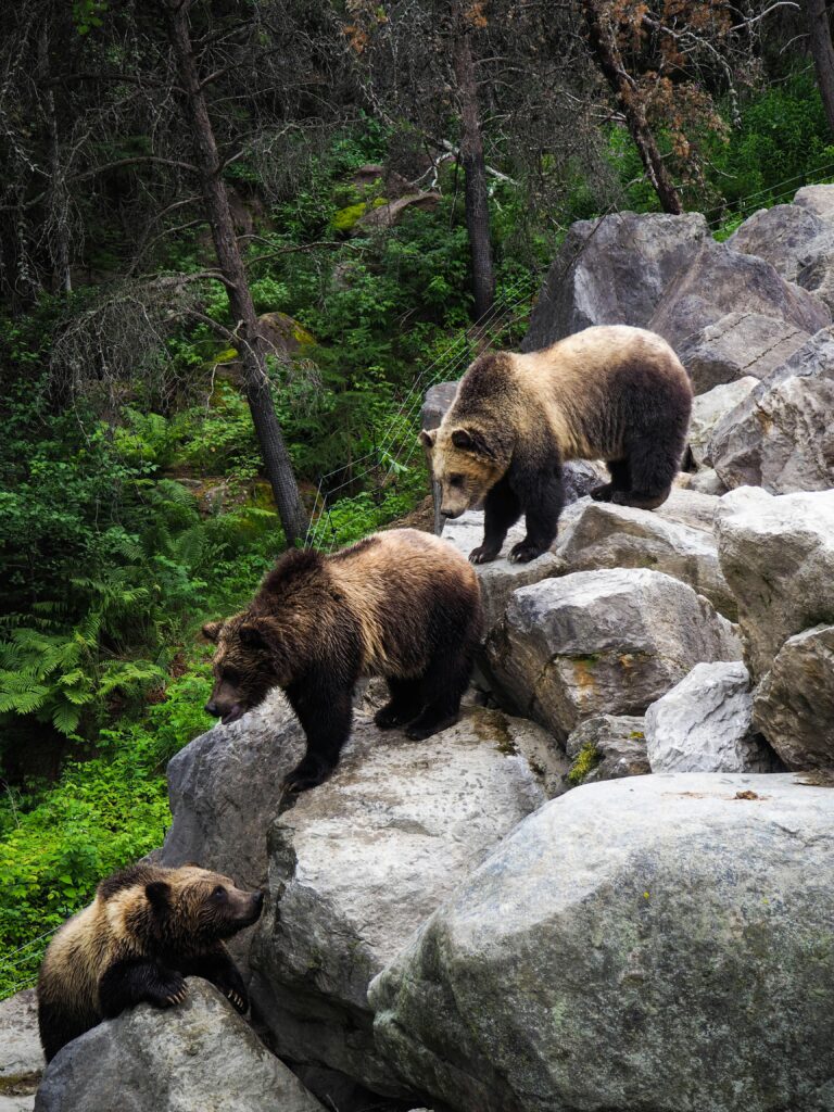 3 oursons descendants des rochers dans une forêt au Québec.