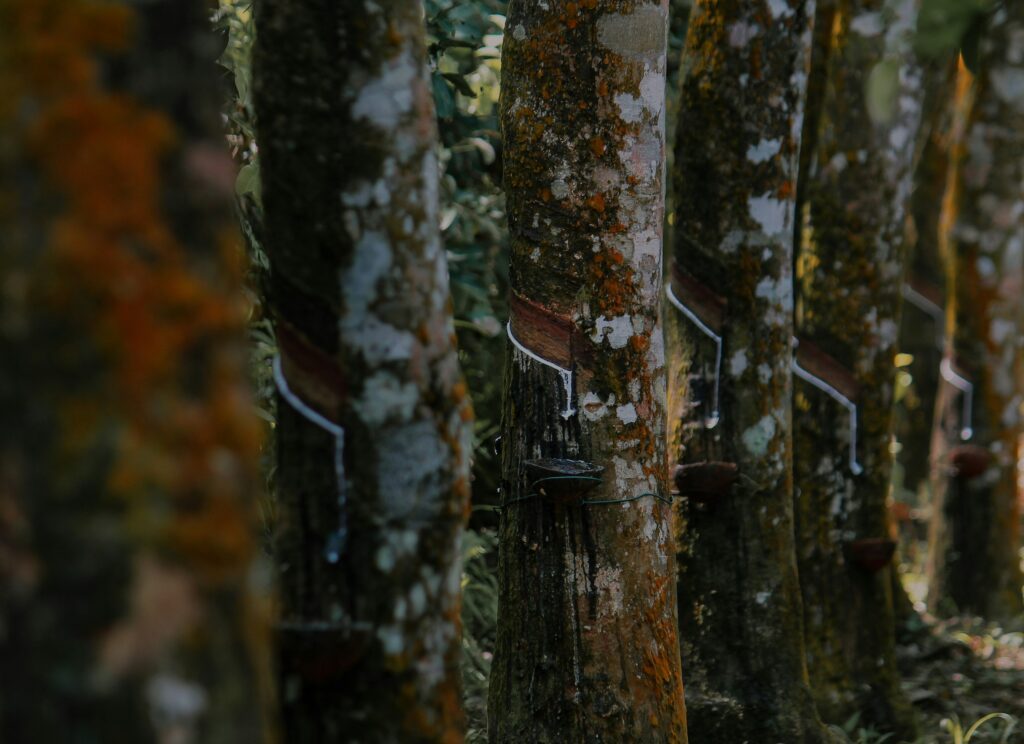 isuru-ranasinha-R1SSnR8yAuM-unsplash