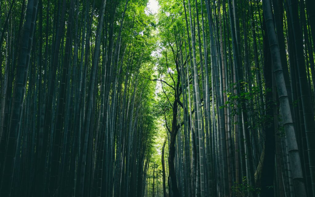 marek-piwnicki--70qrtWX1DE-unsplash