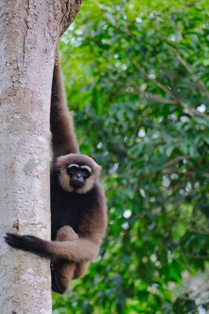 Dans un parc national, un singe suspendu sur le côté d'un arbre.