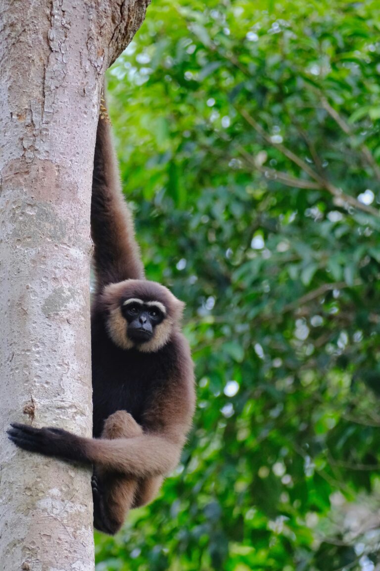 Dans un parc national, un singe suspendu sur le côté d'un arbre.