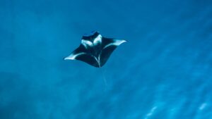 Vue en plongée sur une Raie Manta au milieu de l'océan.