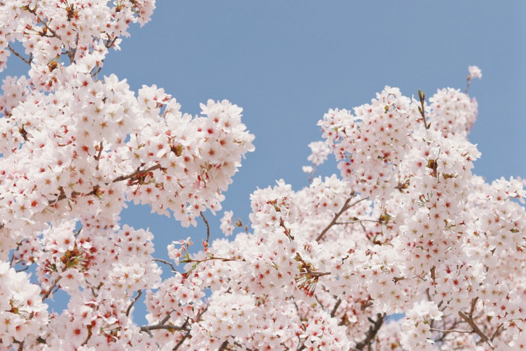 Vue contre-plongée d'un arbre de fleur de sakuras.