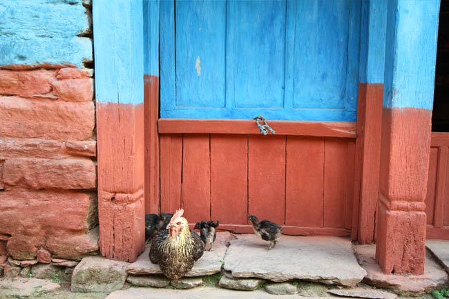 Porte bleue et orange avec une poule et des poussins devant.