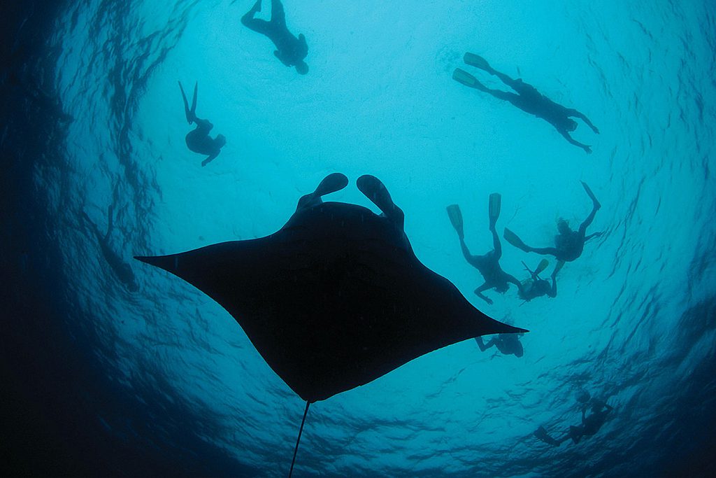 Photo sous-marine avec des plongeurs et une raie.