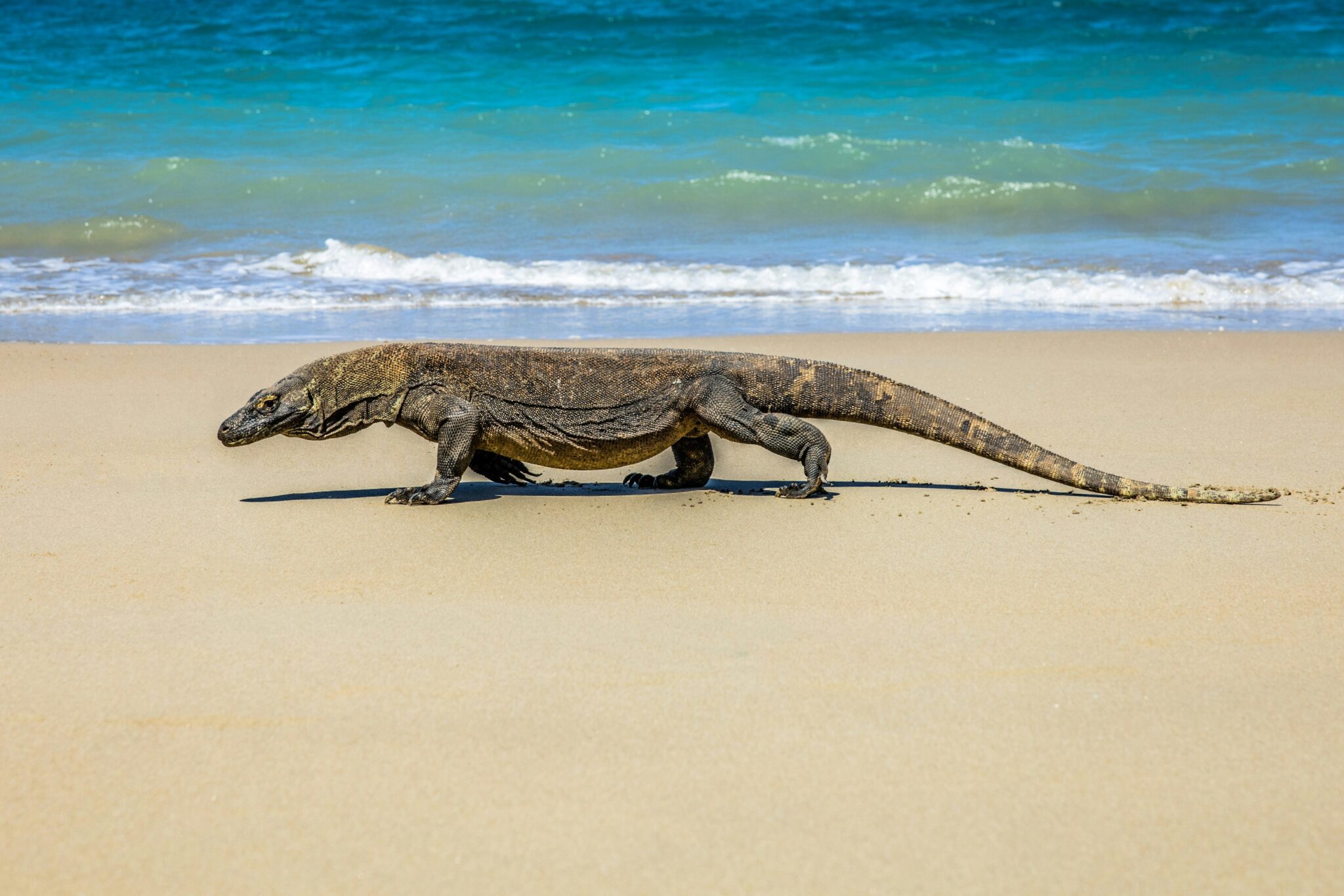 Un varans de Komodo