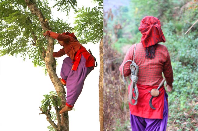 Montage photo de Polmaya : montant un arbre et marchant.