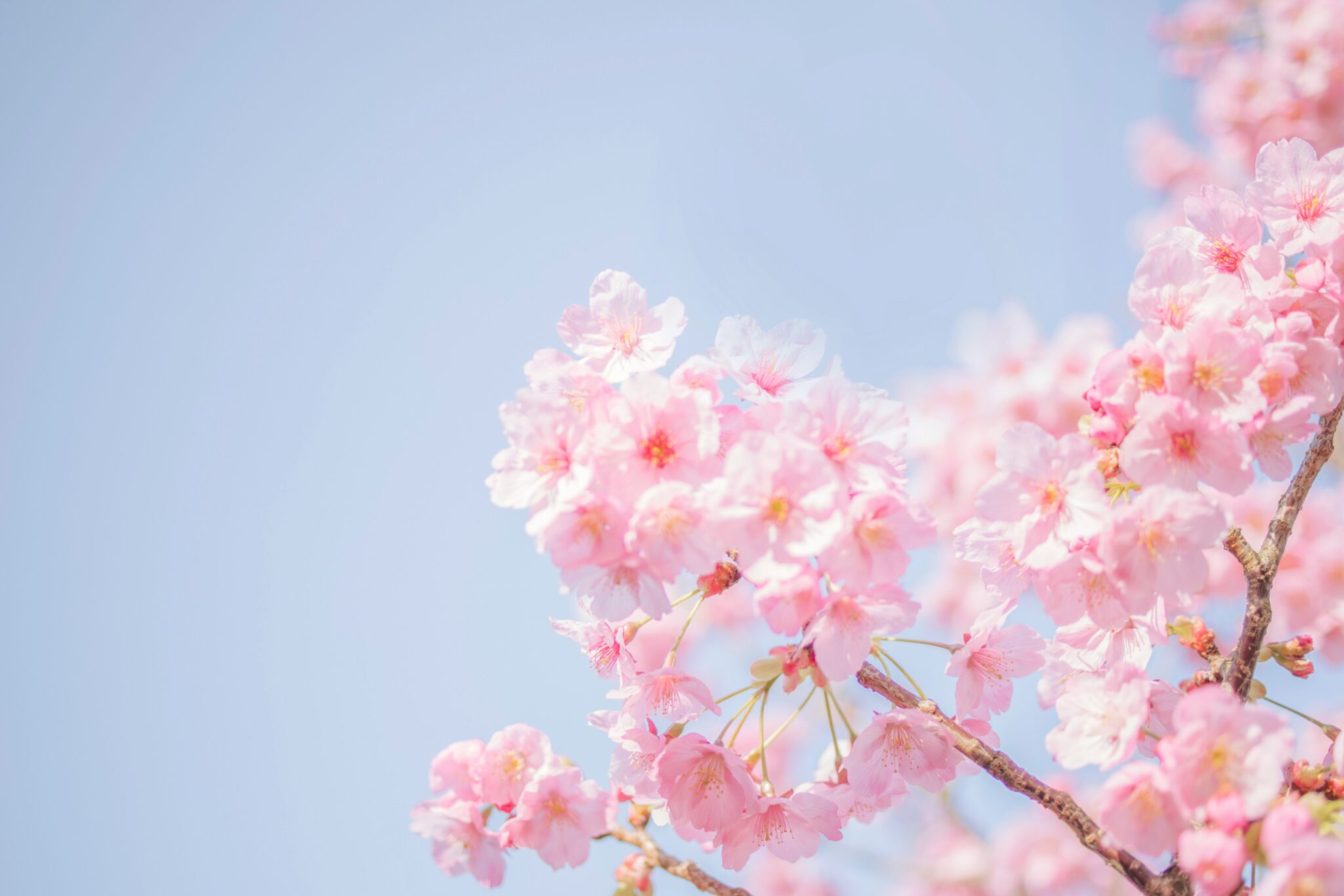 Focus sur ne fleur de sakura avec un ciel bleu en fond.