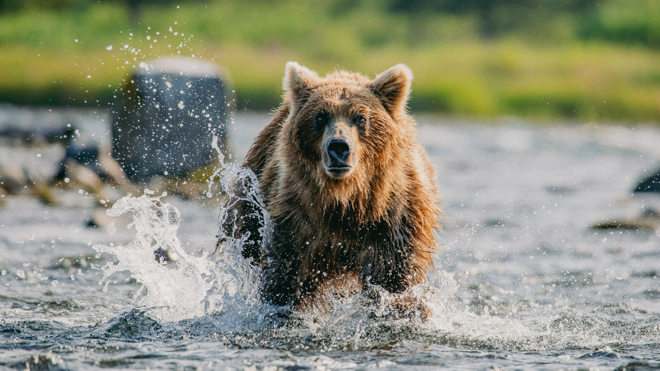 Alaska ours