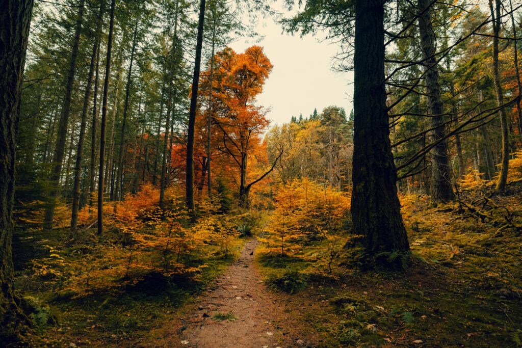 forêt aux couleurs automnale