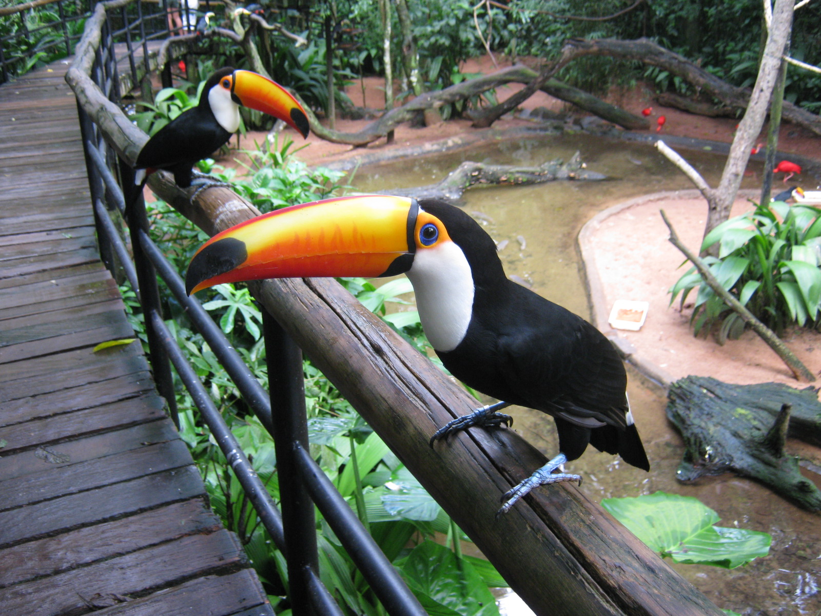 2 toucans sur une barre en bois avec en fond leur enclôt remplie de bois et un ruisseau.