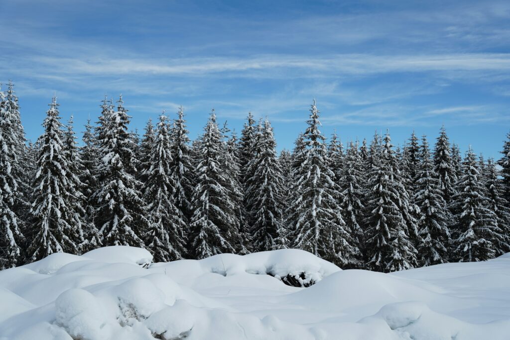 Forêt de sapins enneigées à Žabljak.