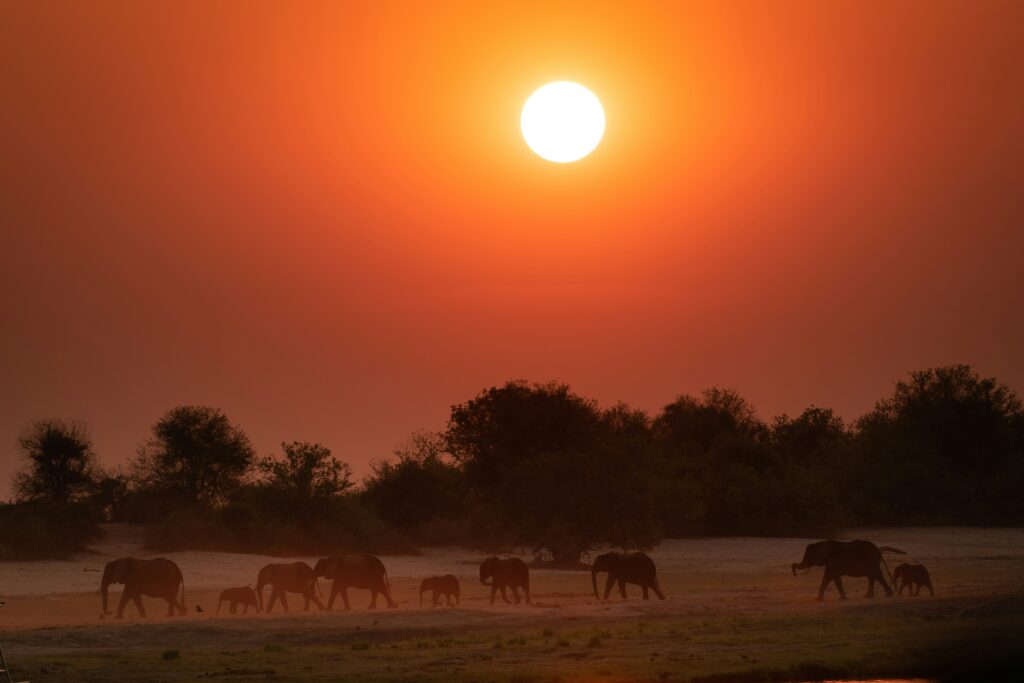 Coucher de soleil au dessus d'une plaine remplie d'animaux en Namibie.
