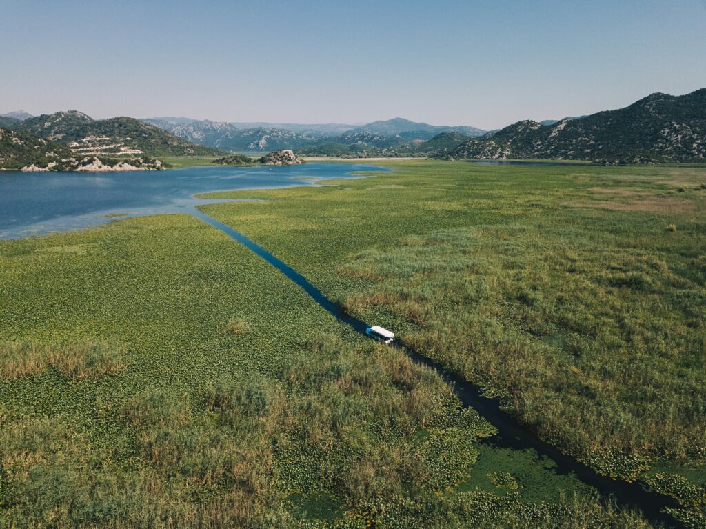 lac de skadar recouvert de verdure avec un bateau se frayant un chemin à travers.
