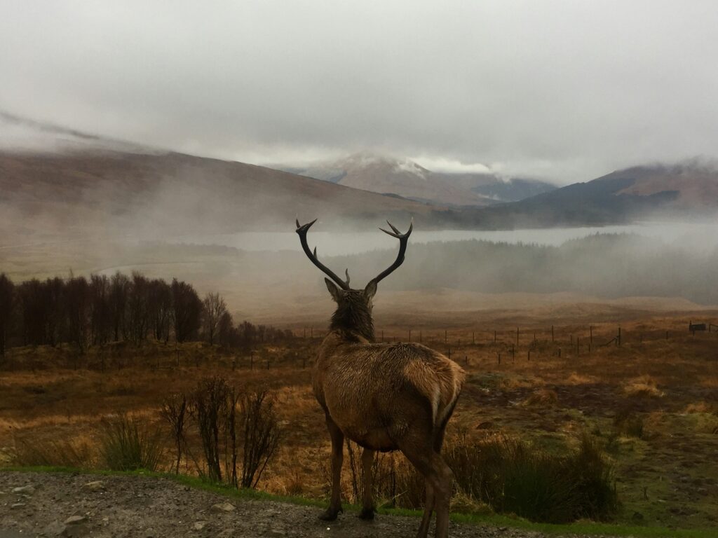 Cerf devant une plaine en automne en Ecosse avec de la brume