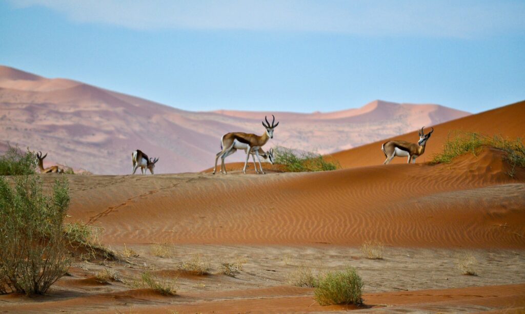 Dunes de sables avec des animaux.