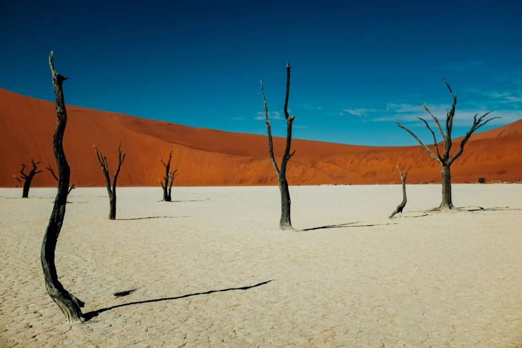 Plaine avec dunes de sables en fond et des arbres sans feuilles.